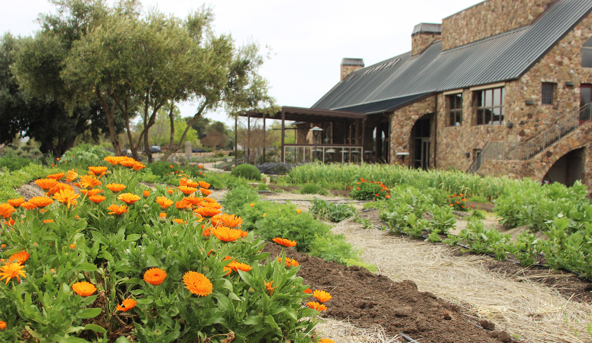 Bright orange calendula in our garden facing the restaurant.