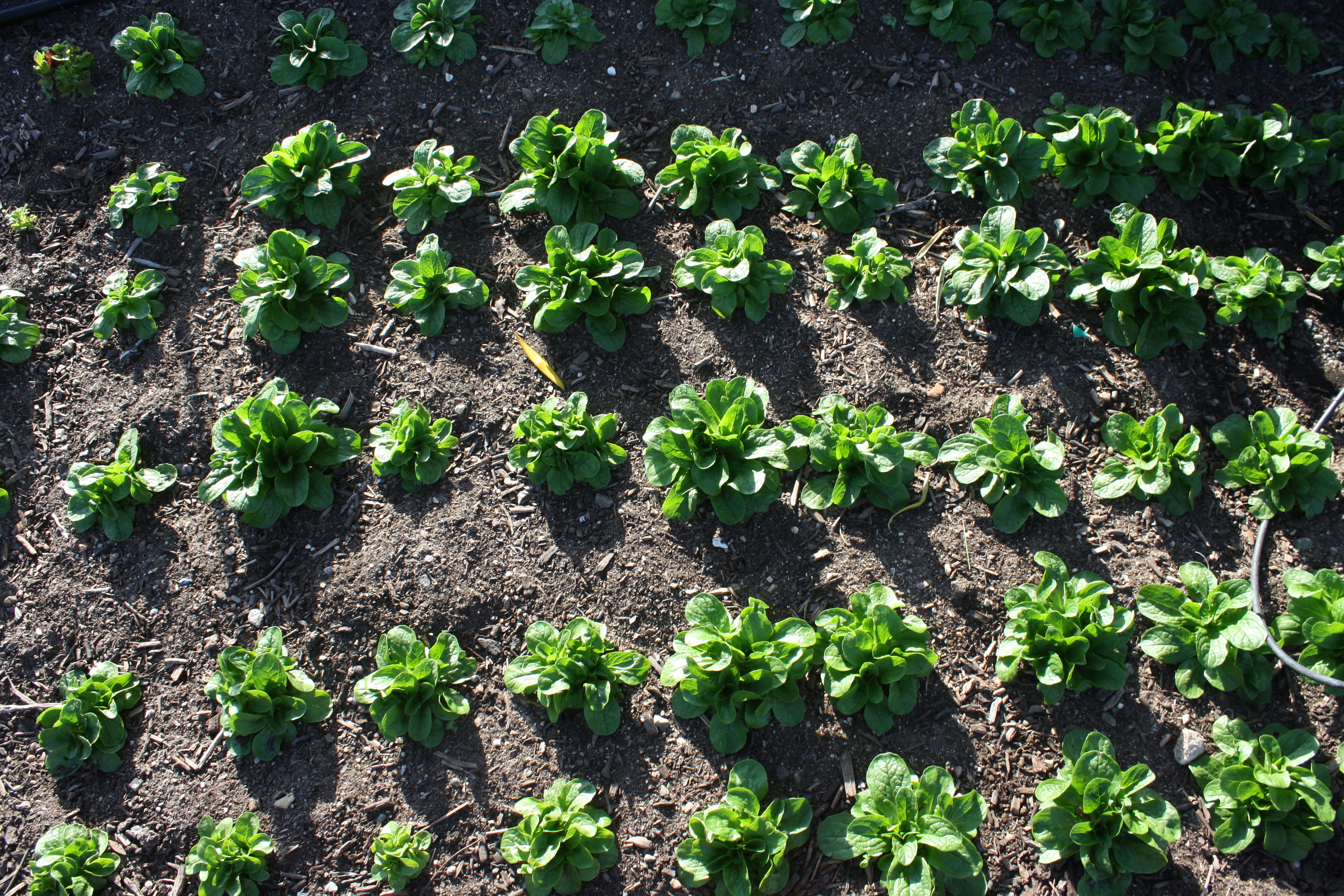 a close up of mache lettuce in rows