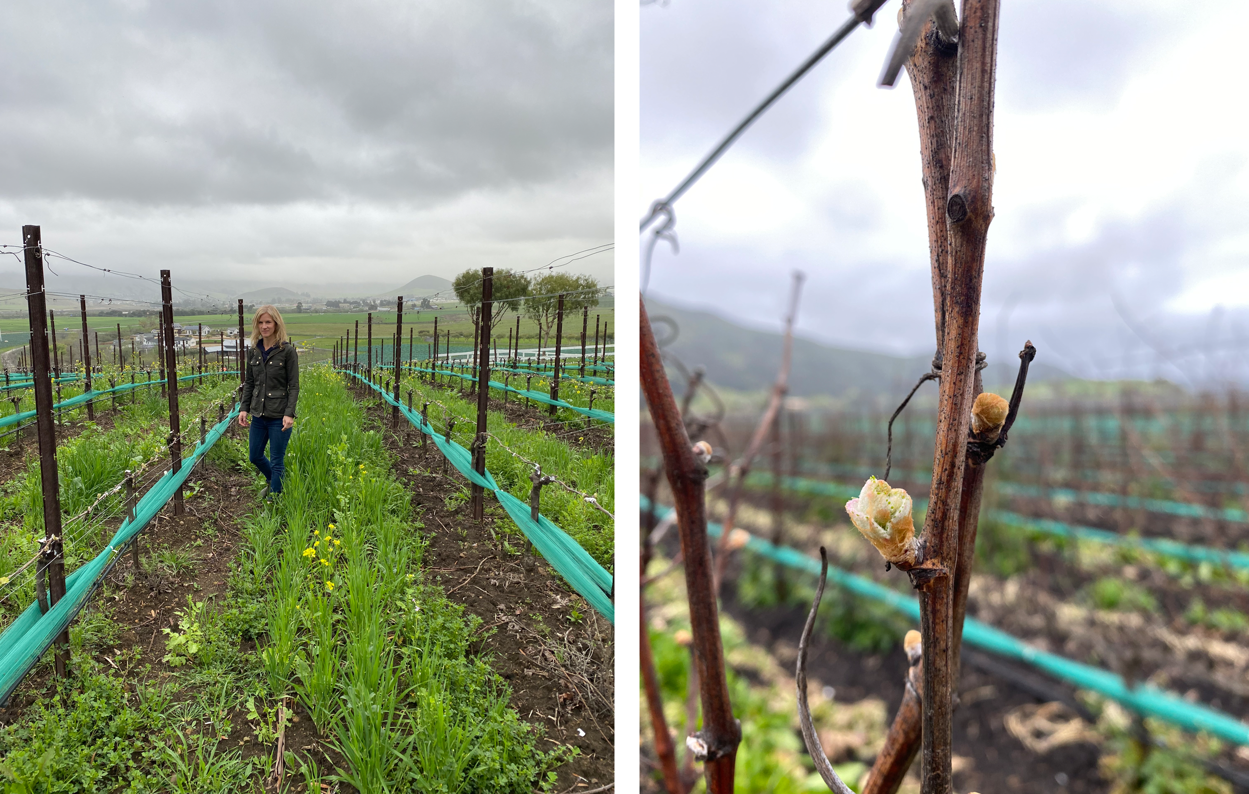 Molly walking through rows at Jespersen Ranch, a close up of bud break in our Pinot Noir