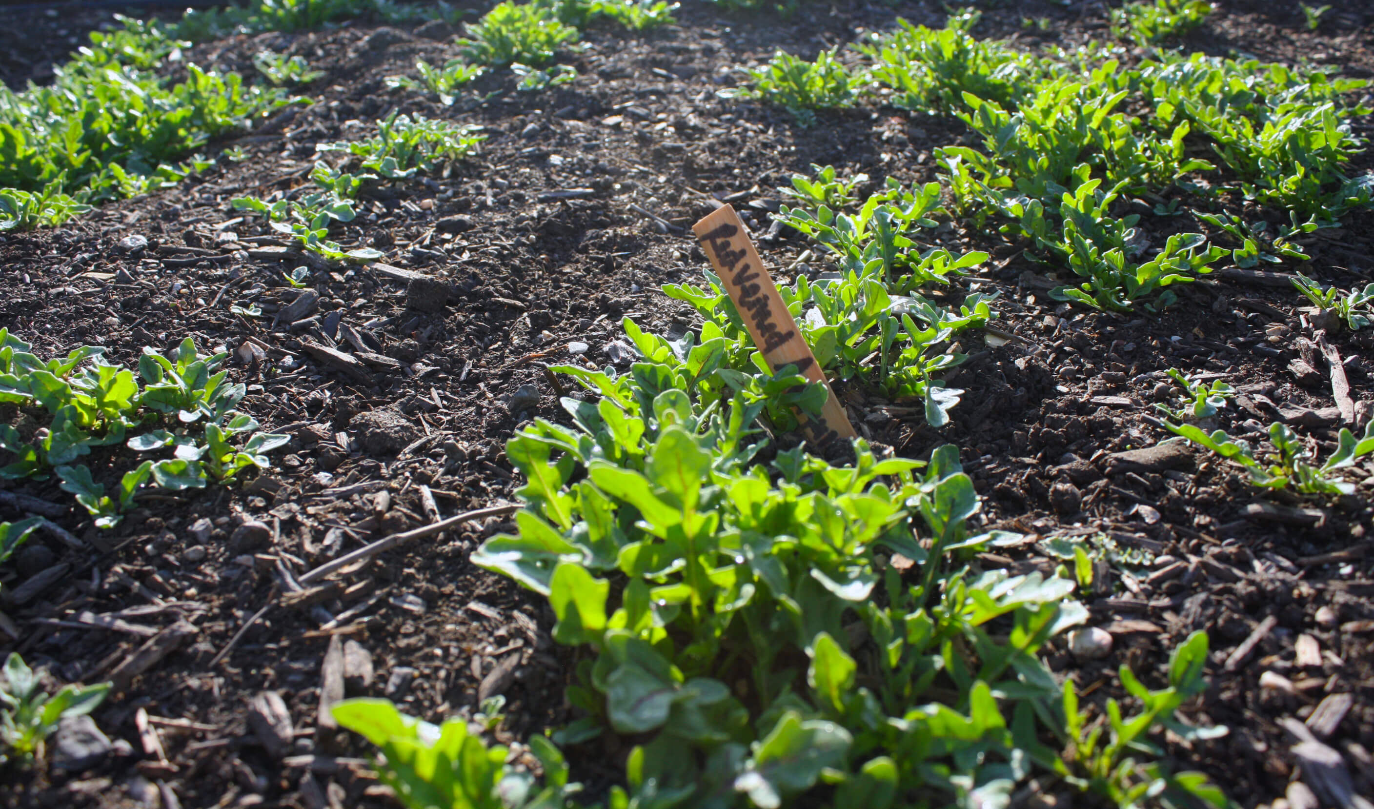 Red-veined arugula starting to grow