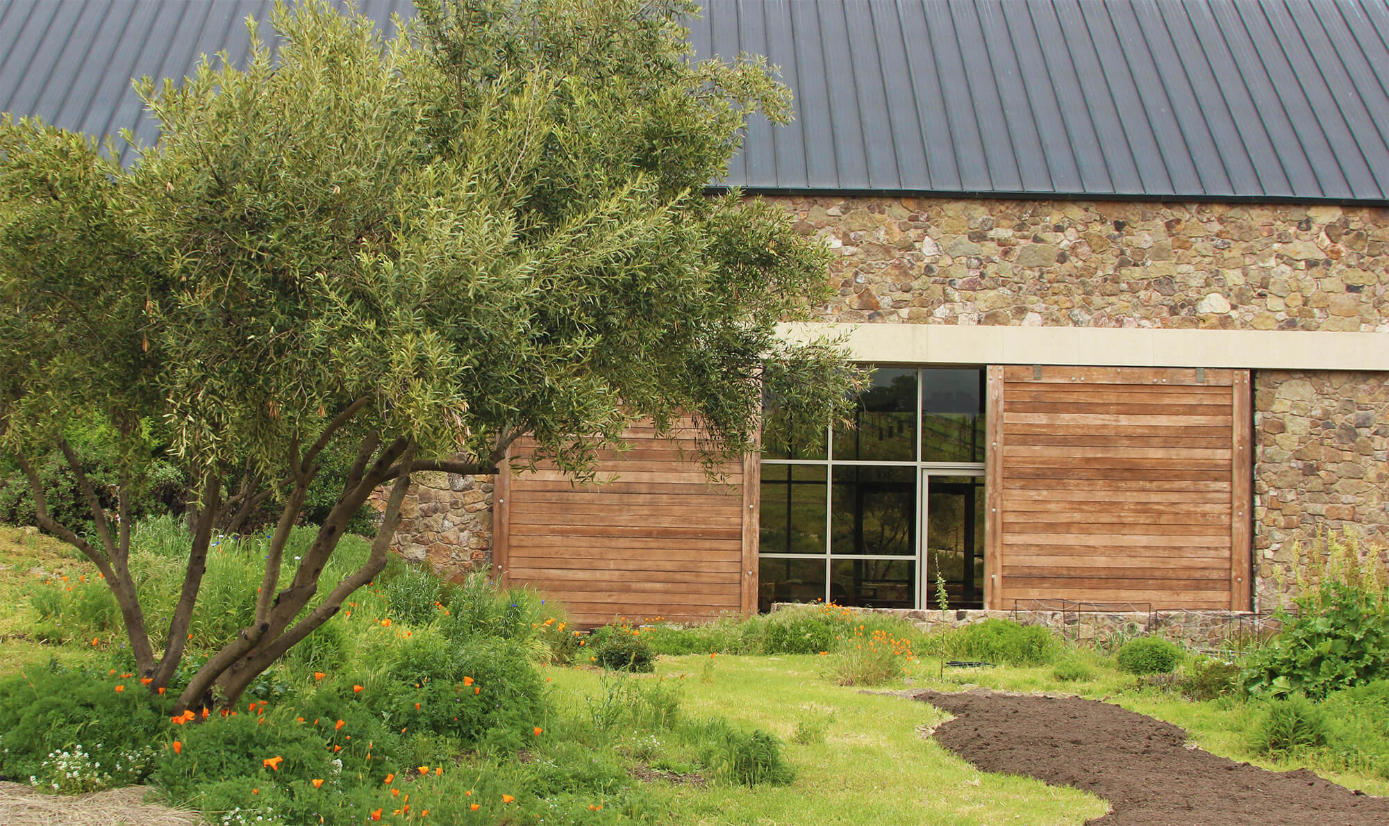 A view of our garden with olive trees and poppies, looking towards the craft winery.