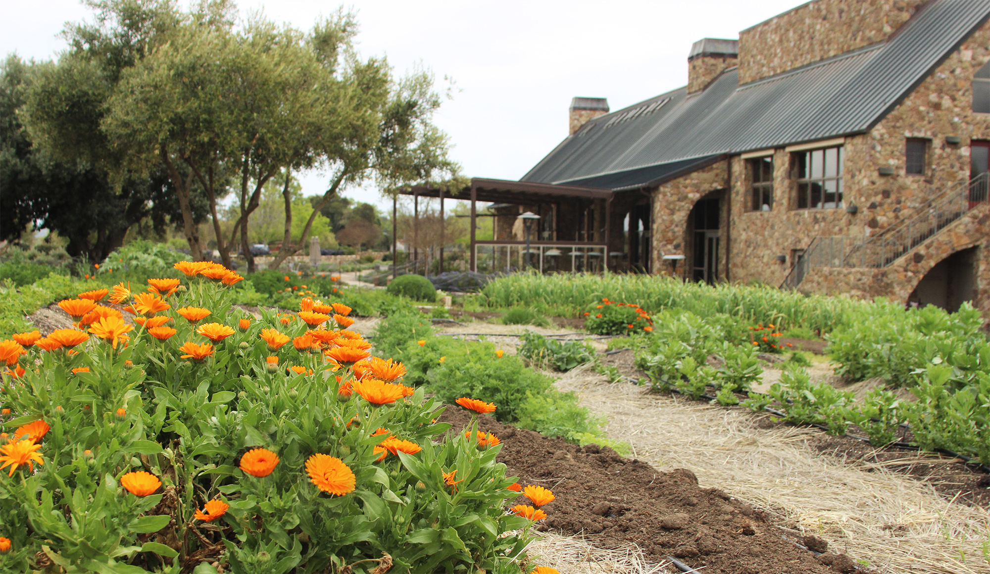 A view of orange calendula flowers in our garden, looking back at the tasting room