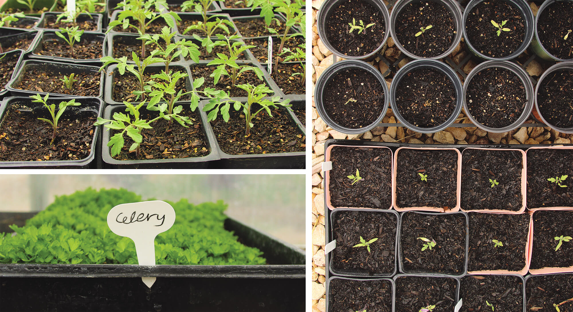 New starts being grown in our green house, including tomatoes and celery