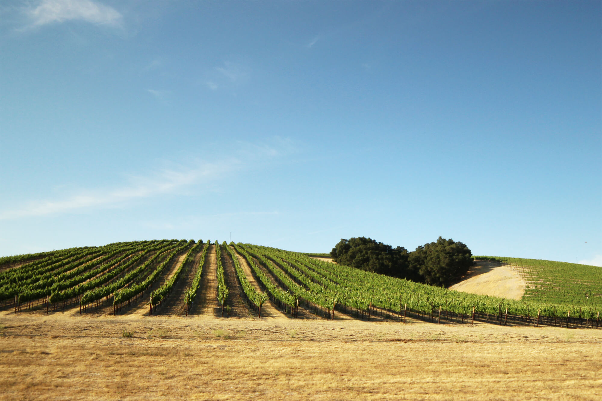 Heart Hill Vineyard vines in rows