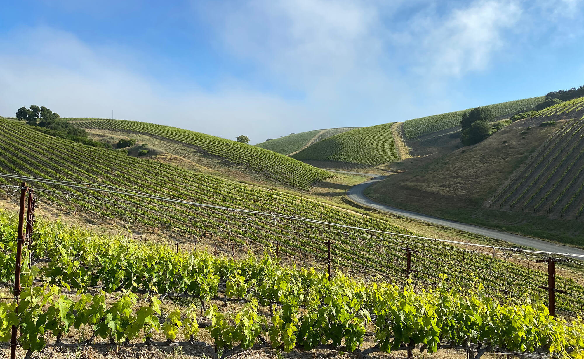 Rolling green hills and clearing fog at Heart Hill Vineyard