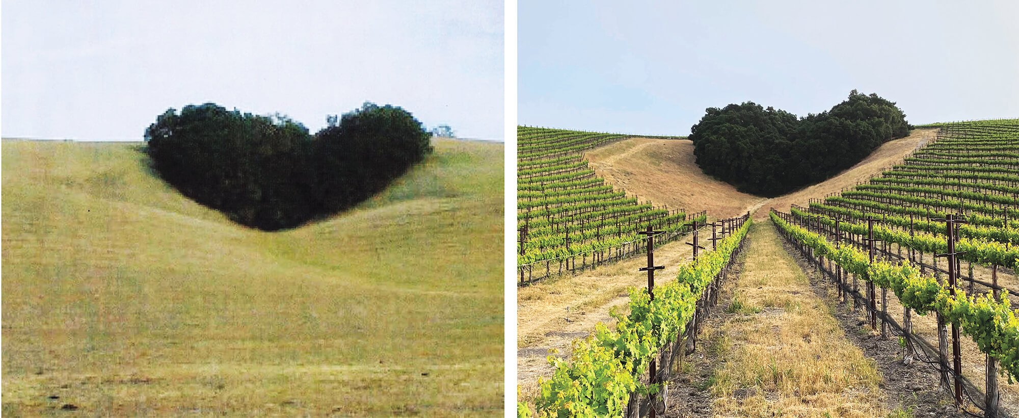 A picture of Heart Hill in 2003 before vines were planted next to a picture of Heart Hill Vineyard in 2020