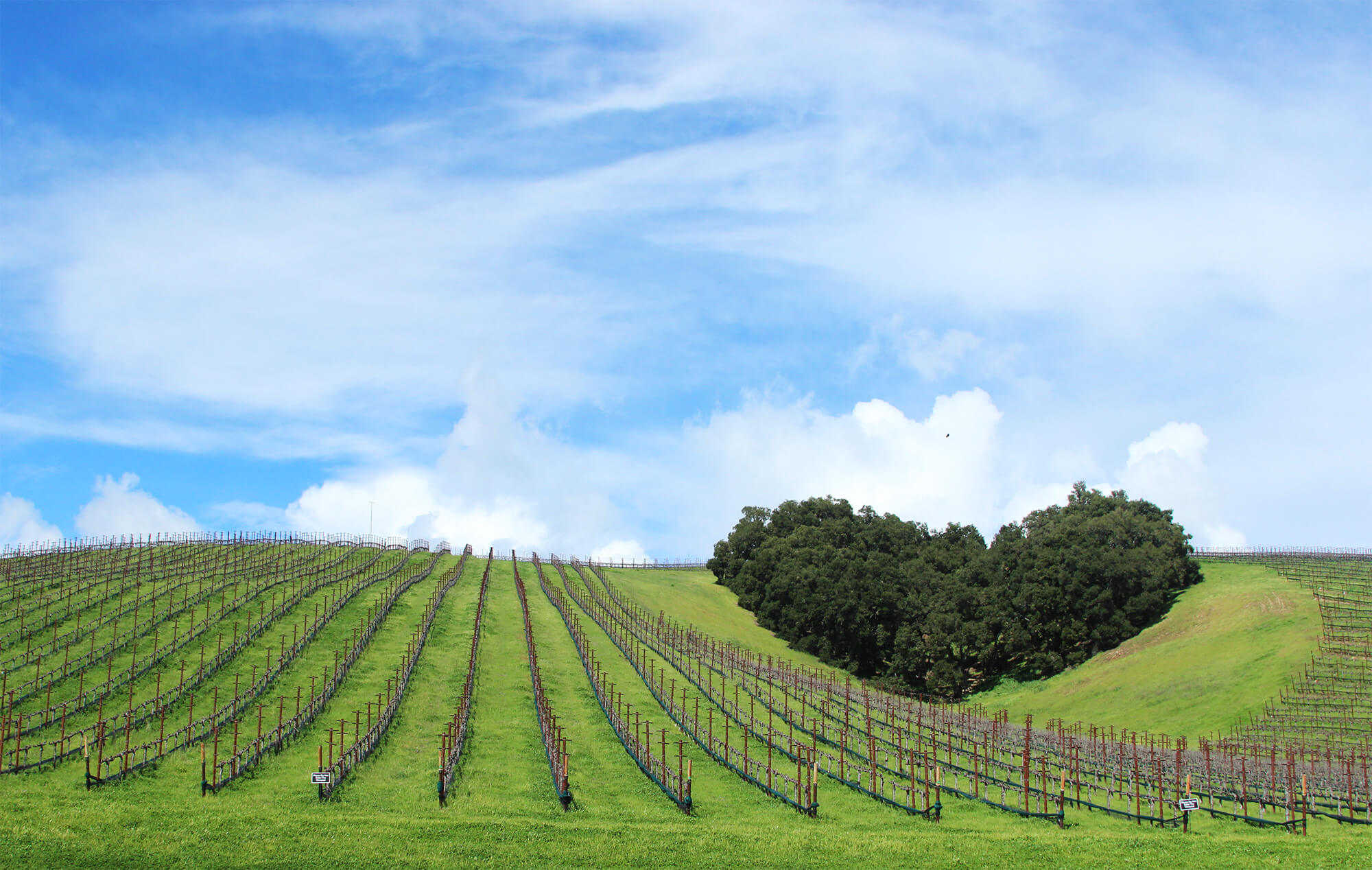 Heart Hill Vineyard with bright green grass, bright blue skies and wispy clouds
