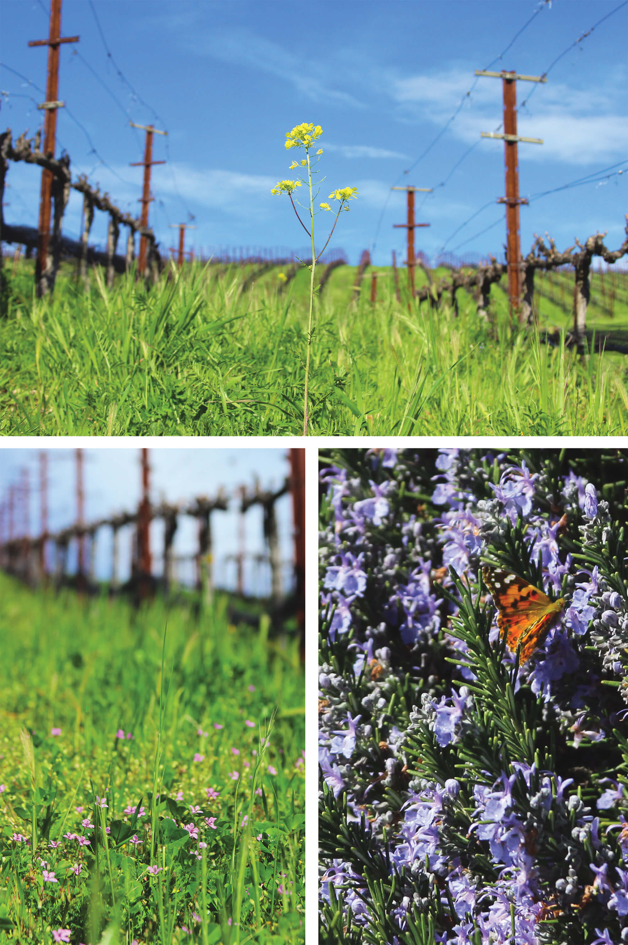 Three photos featuring a variety of flowers and butterflies in the vineyard in spring