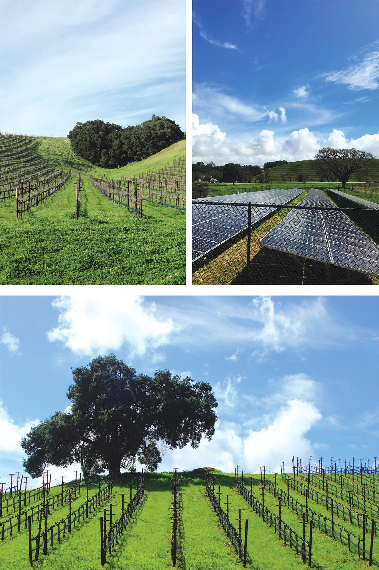 From top: Heart Hill Vineyard with bright green grass, and wispy clouds; Our Solar Panels on a sunny day; an oak tree in front of vine rows in spring