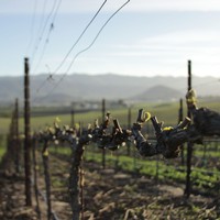Close up of bud break in the vineyard