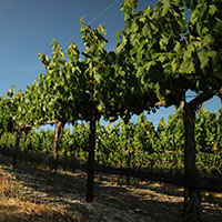 Rows of vines with green canopies
