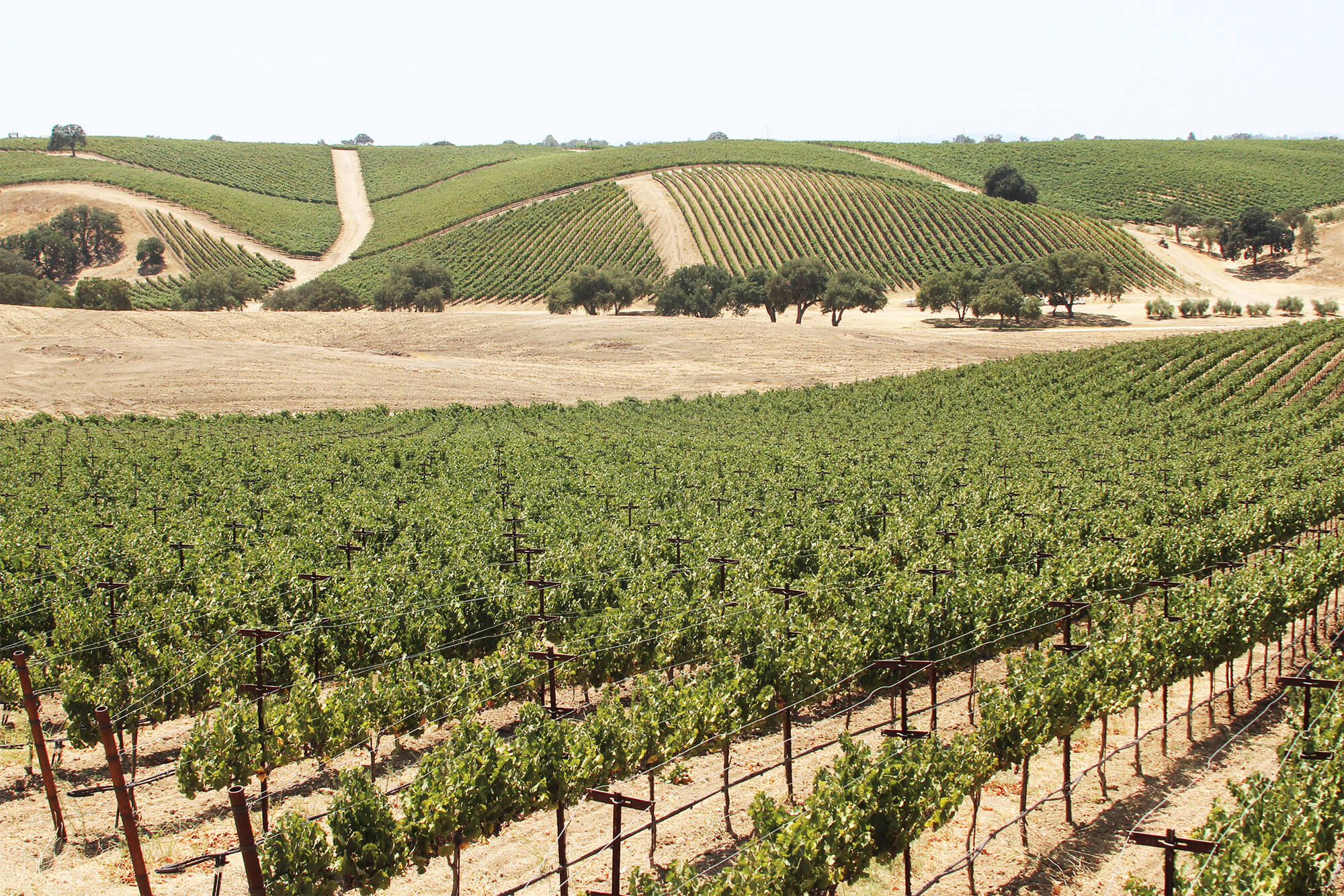 Green Vines in rows at Bootjack Ranch