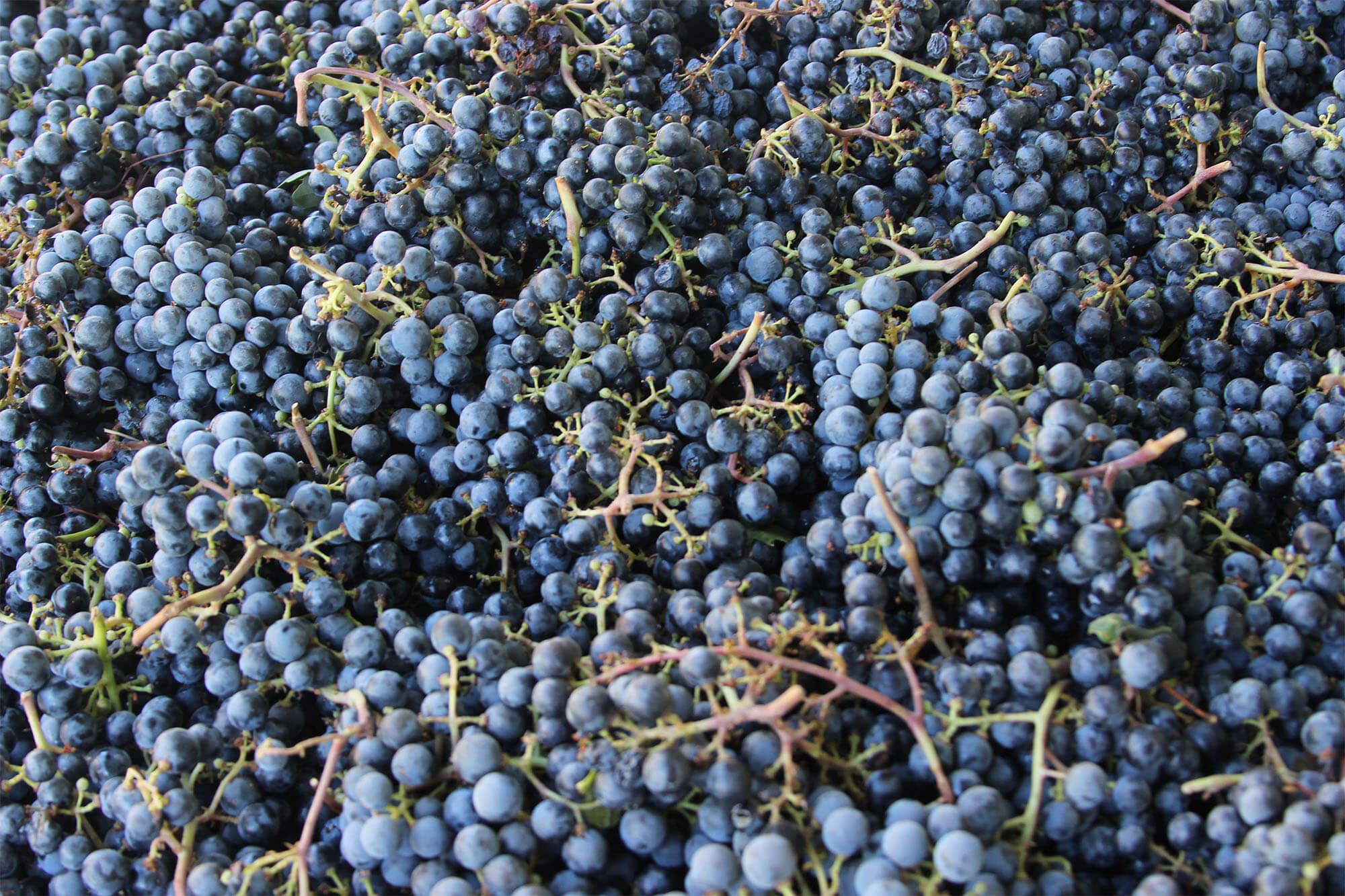 close up of clusters of purple grapes