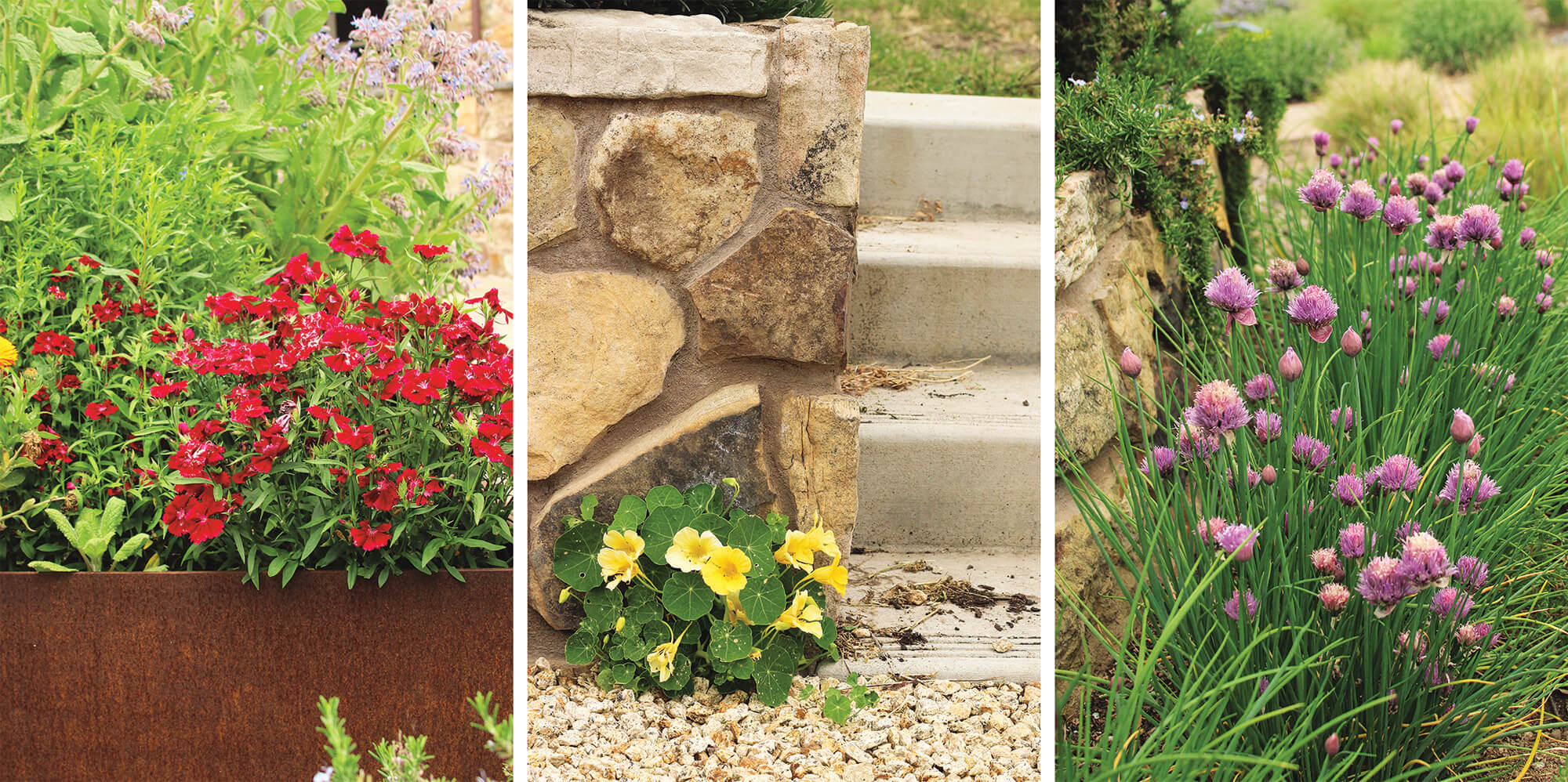 Edible flowers in a variety of colors including red, yellow and purple in our flower beds