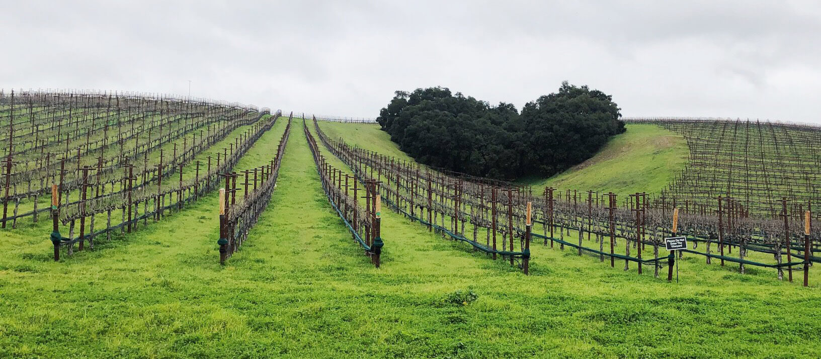 Heart Hill with gray cloudy skies, bright green grass and dormant vines in winter