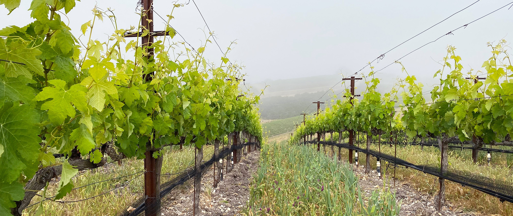 A close up look at a row of vines through the fog at Heart Hill Vineyard