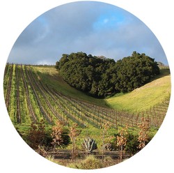 Heart Hill in the spring with green cover crop and clouds