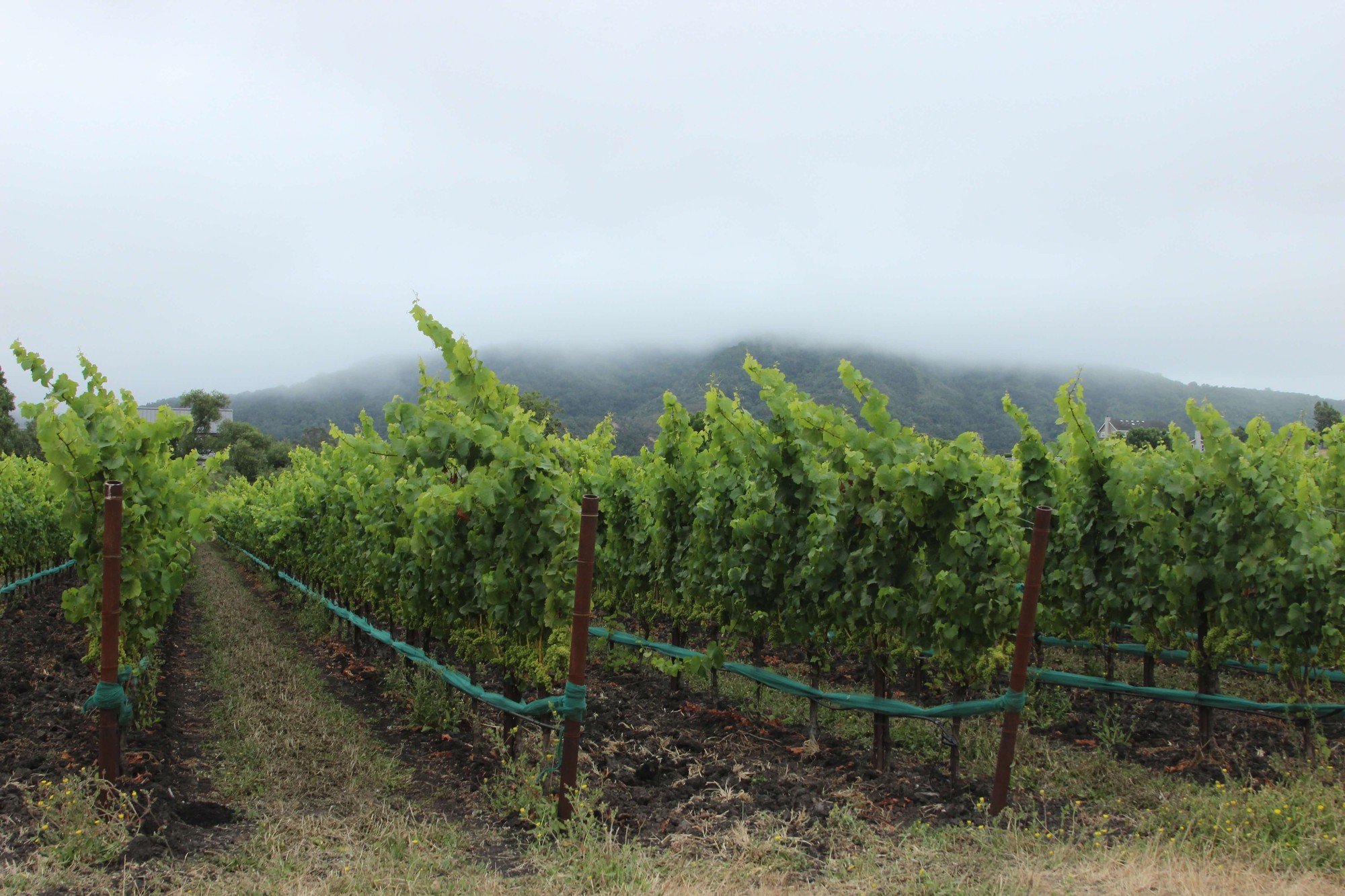 the foggy vines of Jepsersen Ranch, home to our Pinot Noir