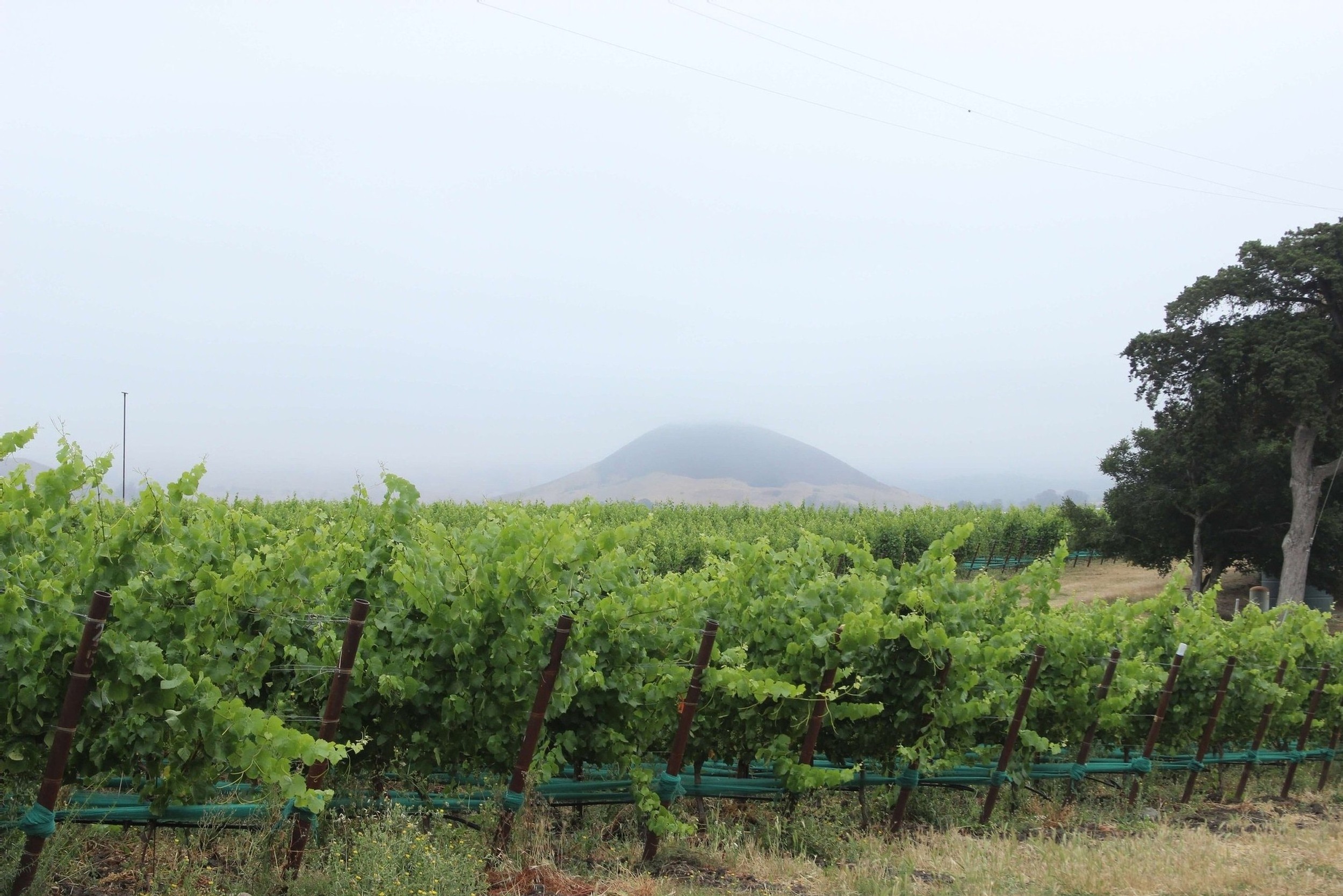 Vines with full canopies at a foggy Jespersen ranch