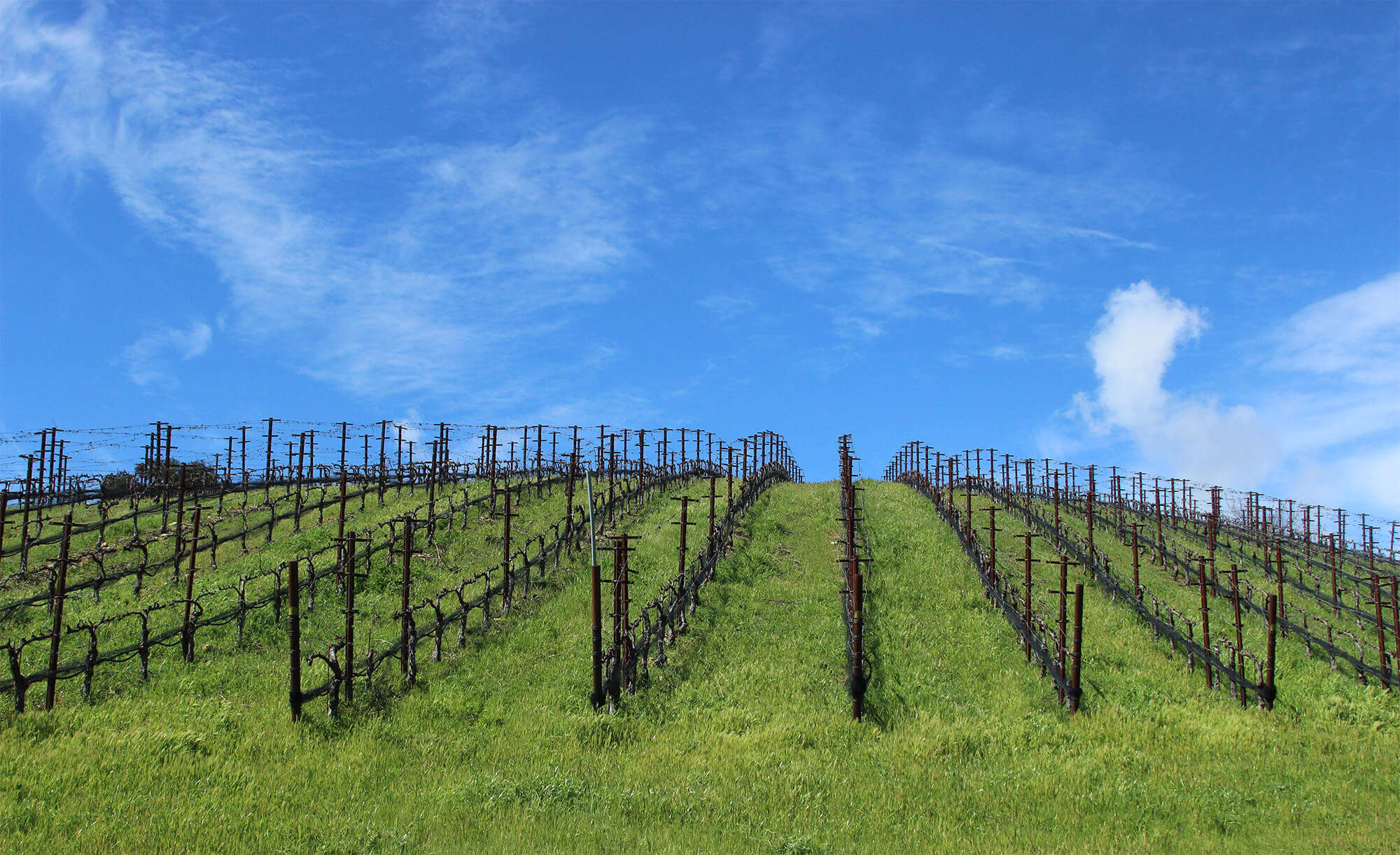 Rows of vines with bright green grass, bright blue skies and wispy clouds
