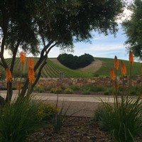 Heart Hill Vineyard framed by trees and landscaping
