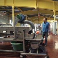 Winemaker Patrick Muran checking on hand-sorting