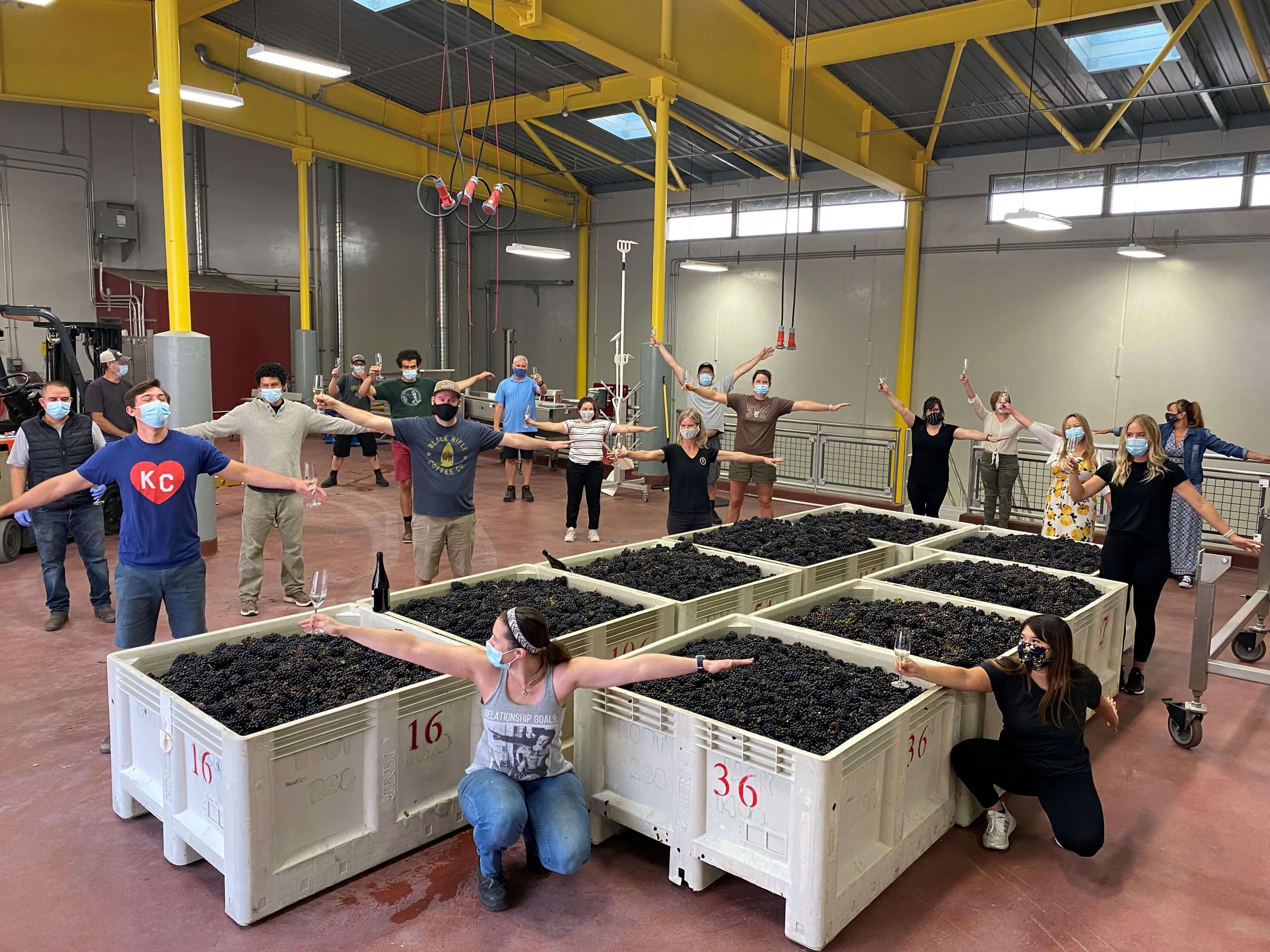 Our team on the first day of harvest, social distancing around the first few bins of Pinot Noir for our Sparkling Wine Program