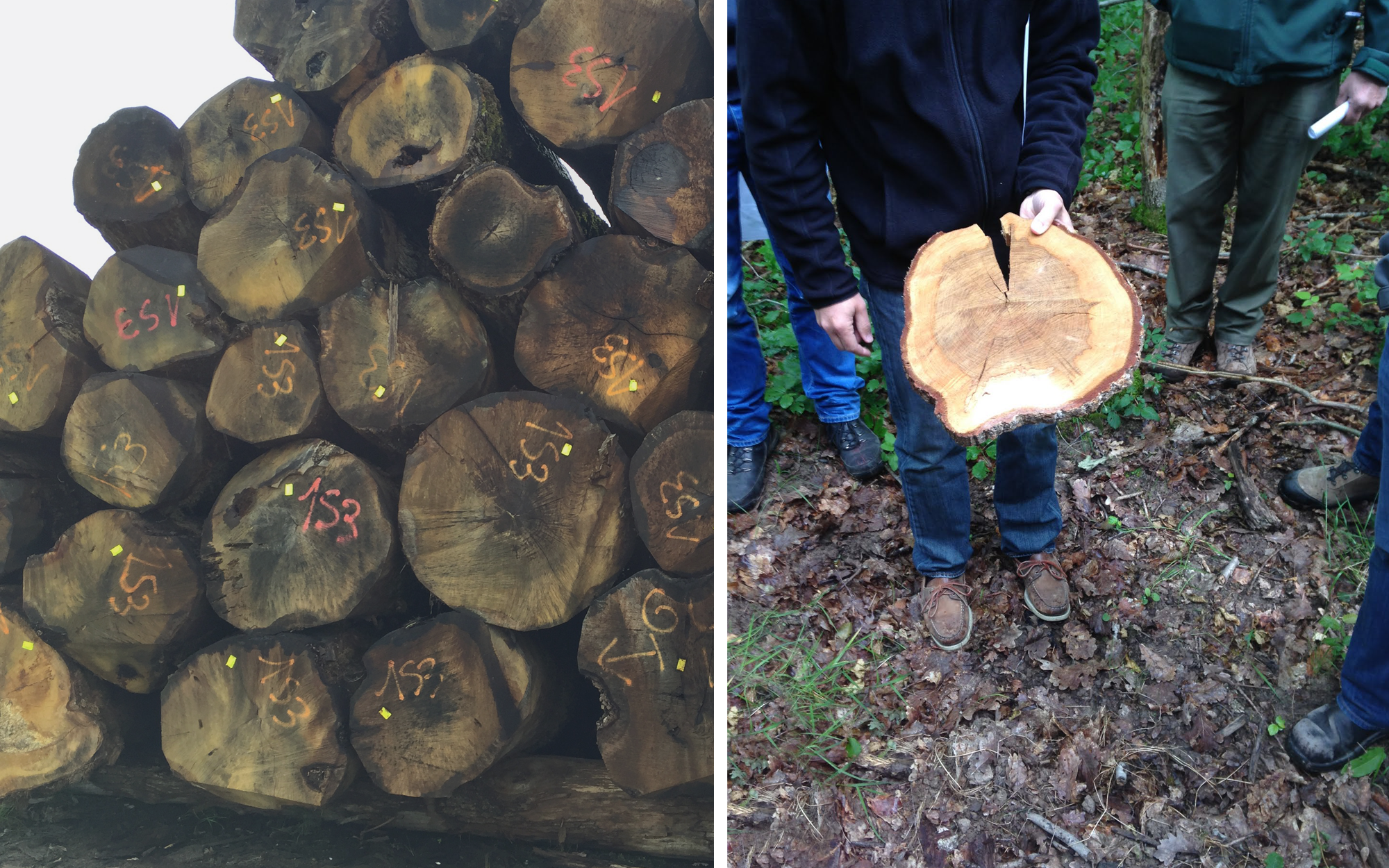 Left: Large oak wood logs stacked in a mill yard; A cut of a tree stump showing the rings & age