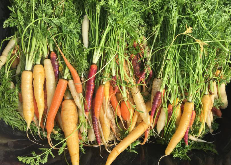 bunches of colorful carrots