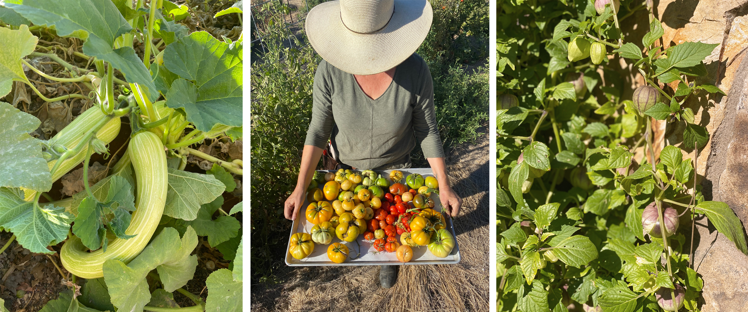 From left; Serpent cucumbers, late-harvest tomatoes, tomatillos