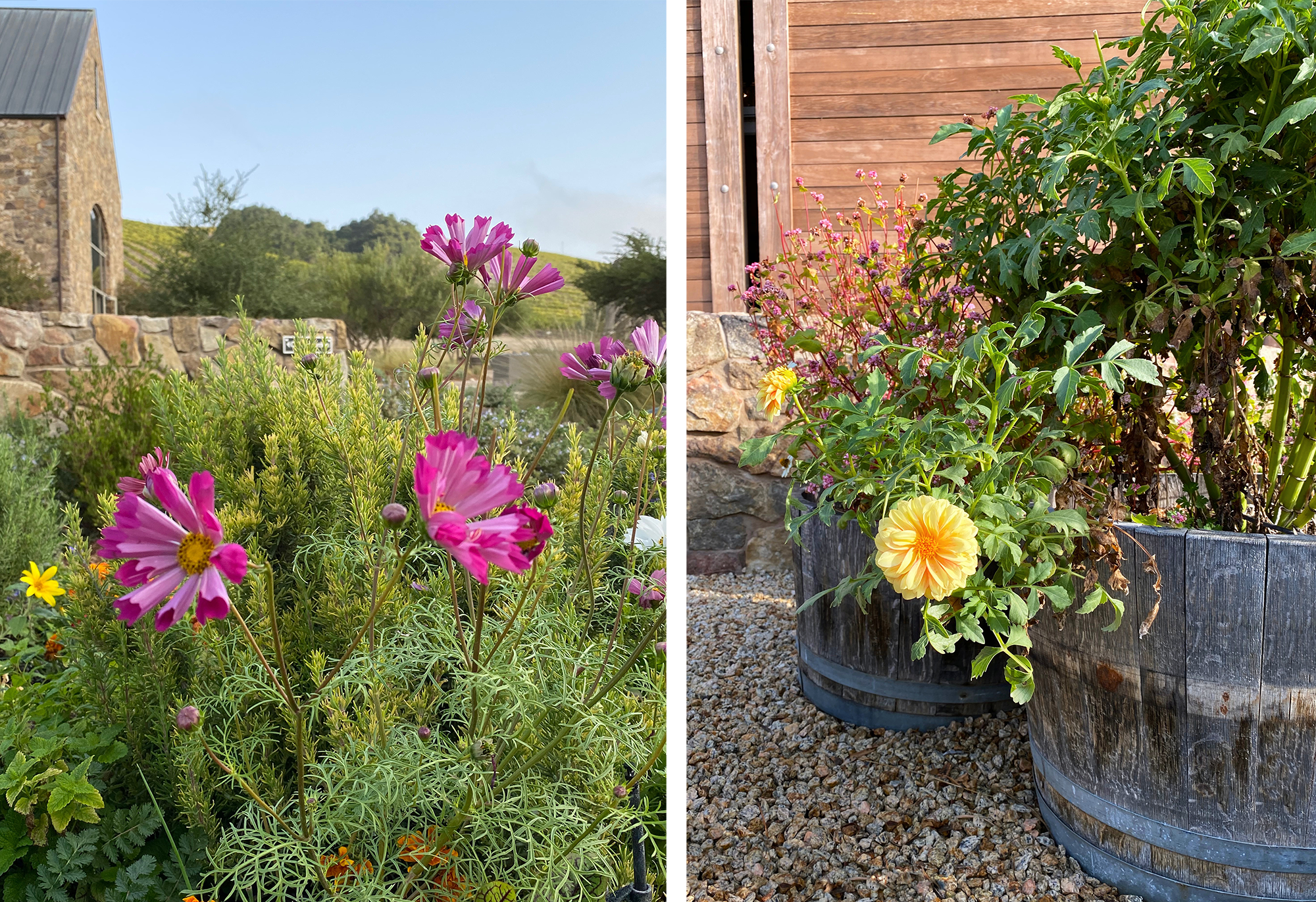 Pink flowers in our Raised flower beds facing Heart Hill; flowers in a barrel by the craft winery.