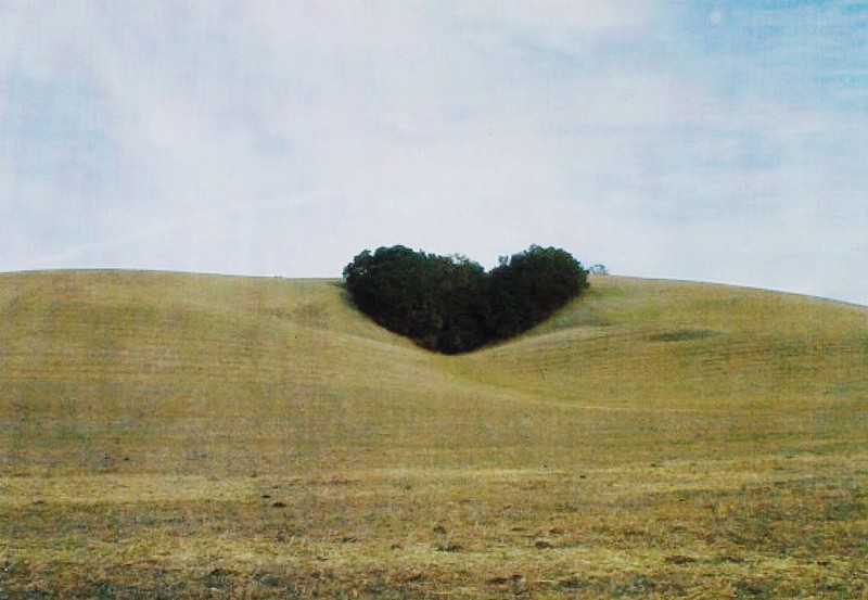 An old photo of Heart Hill before vineyards were planted (year unknown)