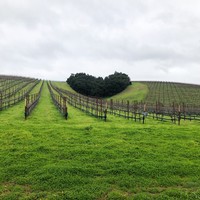 Hear Hill Vineyard in the winter with green grass and clouds