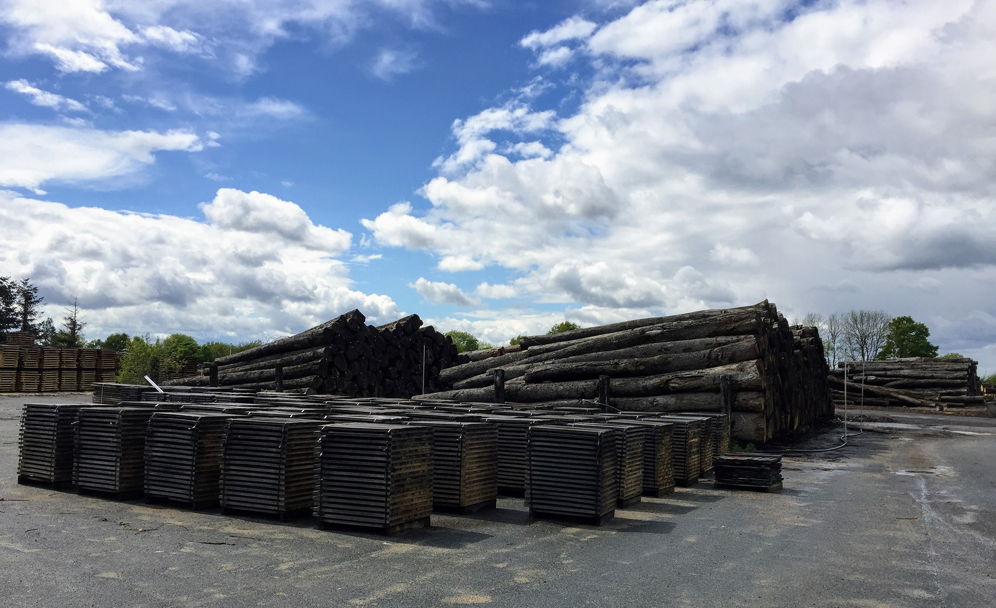 Rough oak barrel staves stacked in a mill yard on pallets next to a stack of oak logs.