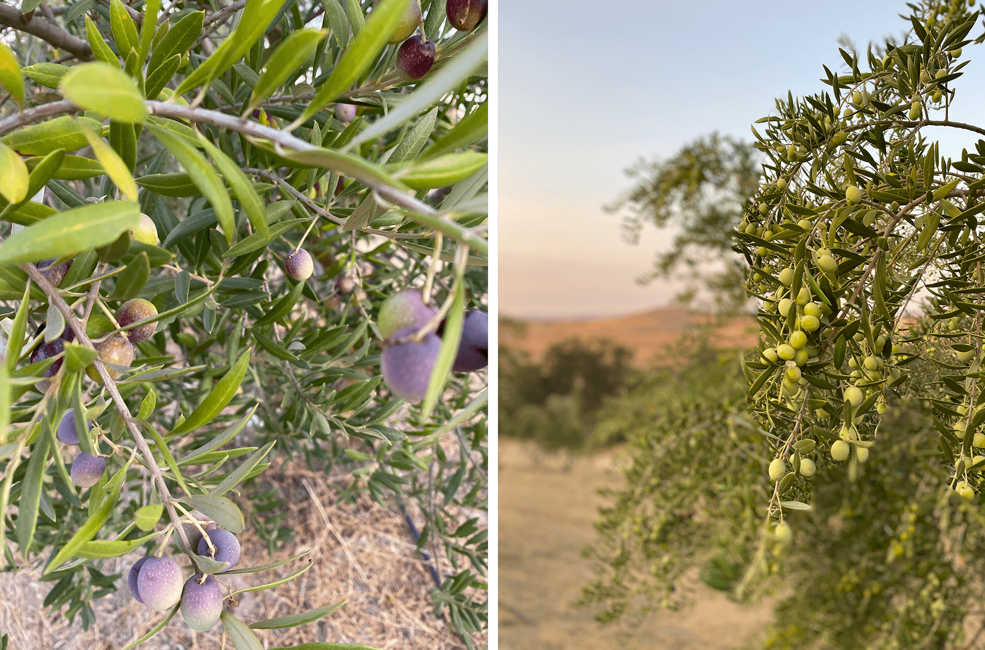 Sevillano Olive Trees - Olive Tree Farm