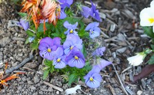 edible flowers 