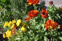 edible flowers 