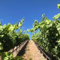 Looking up a row of Marsanne at Heart Hill