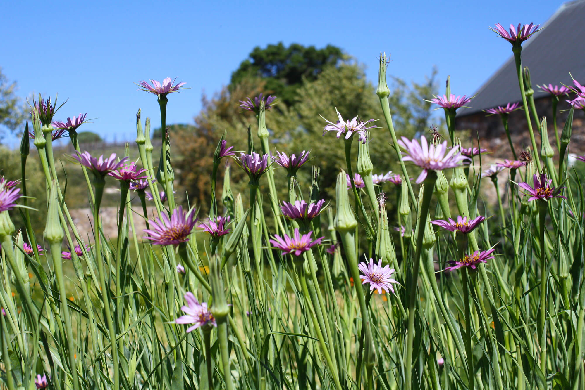 flowering salsafy, a root vegetable with purple flowers