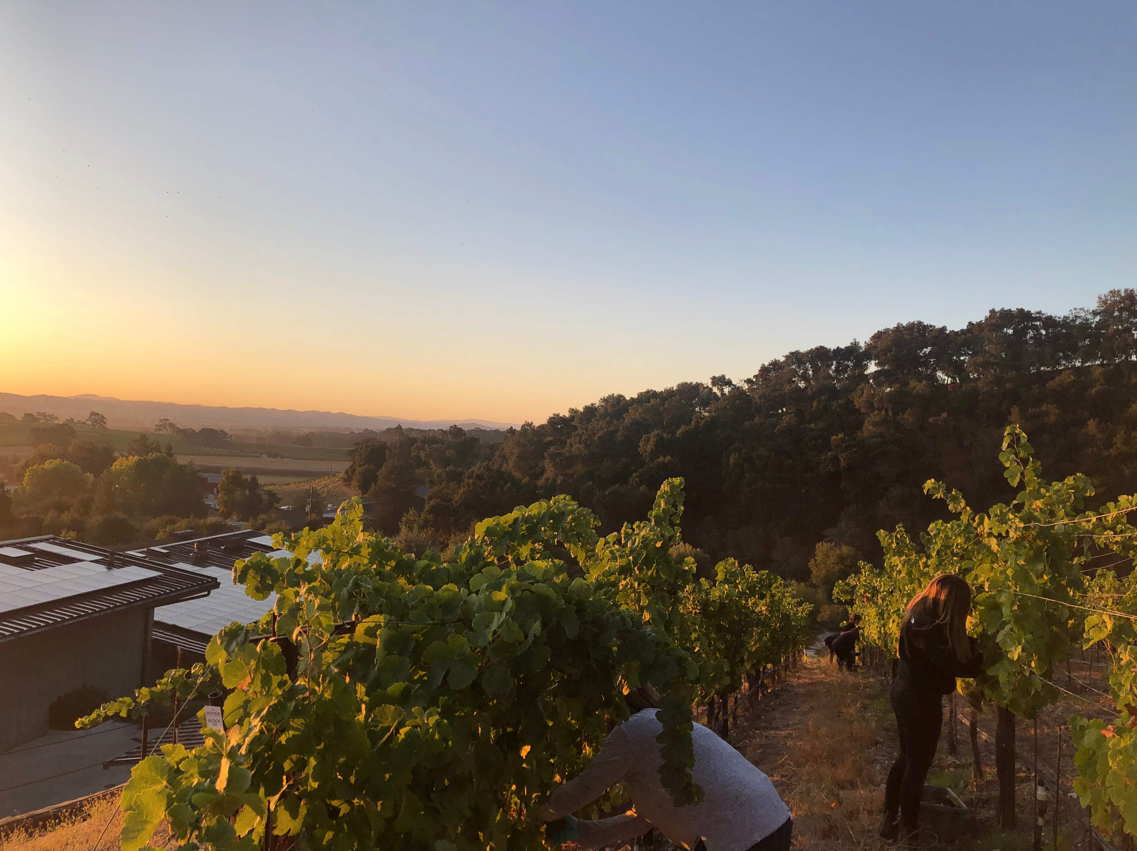 staff harvesting Marsanne at Heart Hill Vineyard at sunrise