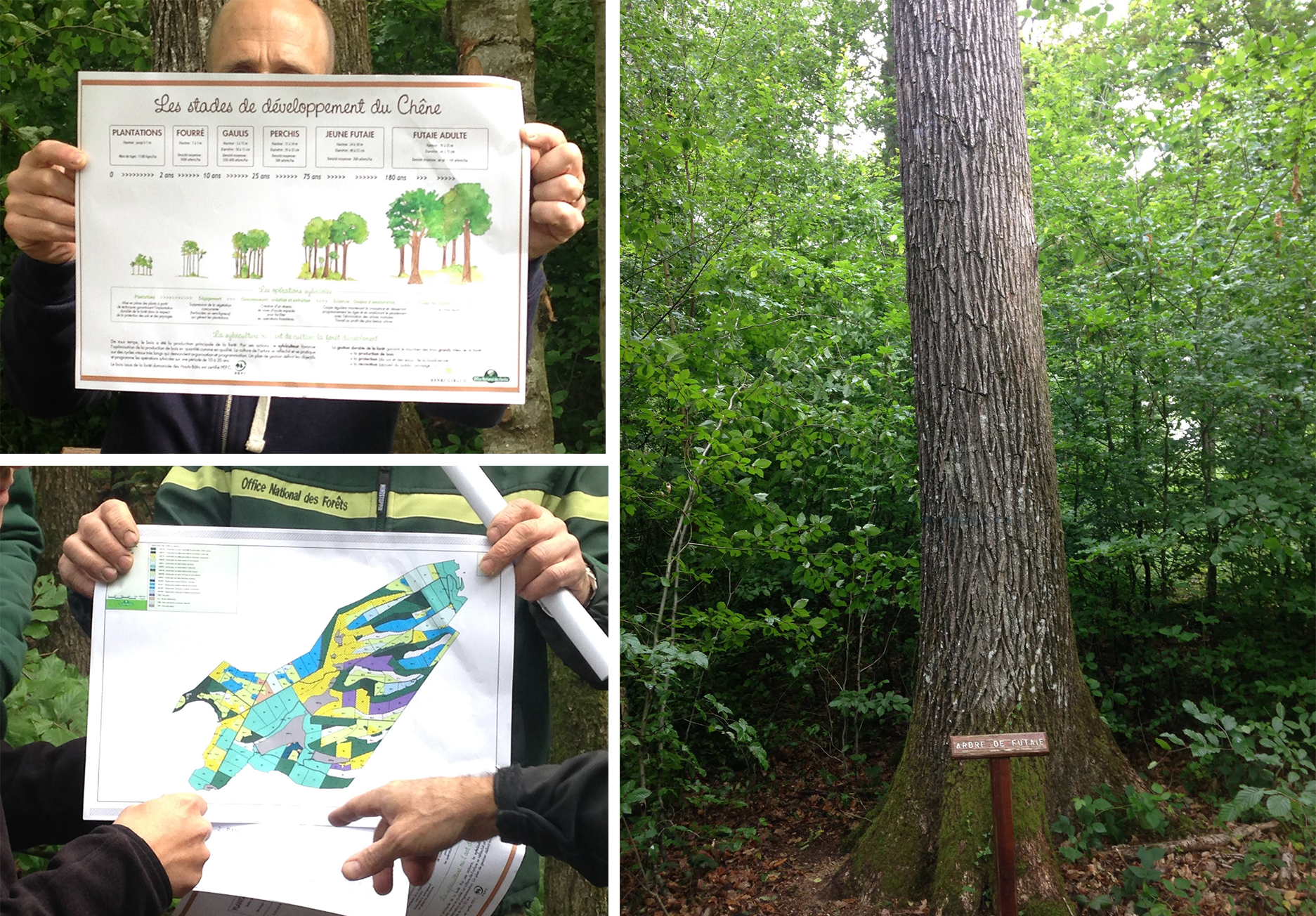 From top left: a graph depicting the stages of oak tree growth; bottom: a forest block map outlining areas that are harvested together (similar to vineyards) right: an example of a mid-sized oak tree in a french forest
