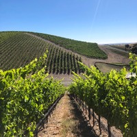 Looking through rows in the vineyard with green leaves and blue skies