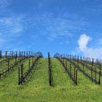 Winter vines, green grass in the vineyard and bright blue skies
