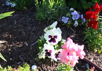 edible flowers 