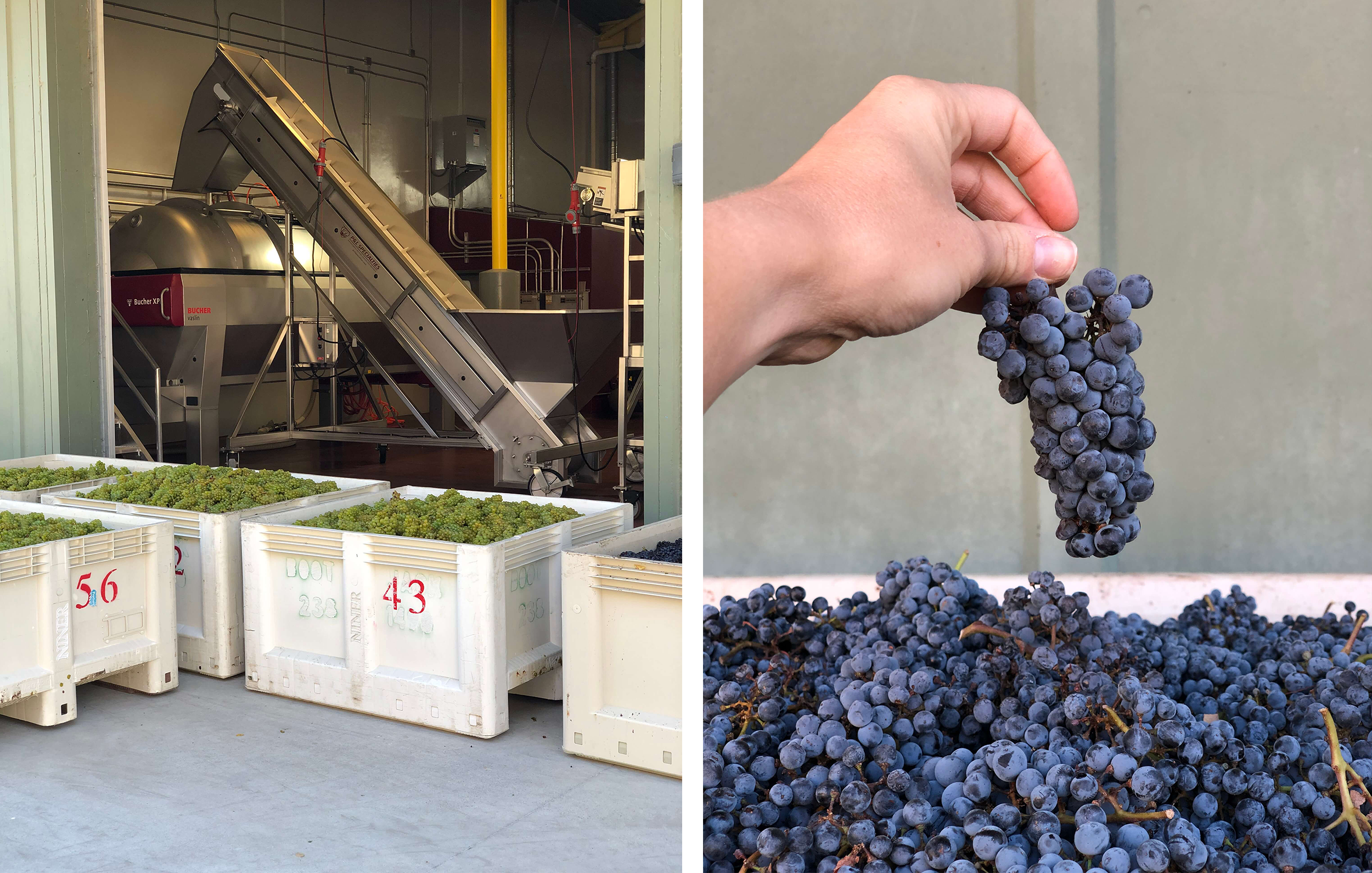 from left: hand sorting and pressing chardonnay; cabernet sauvignon grape cluster from heart hill vineyard