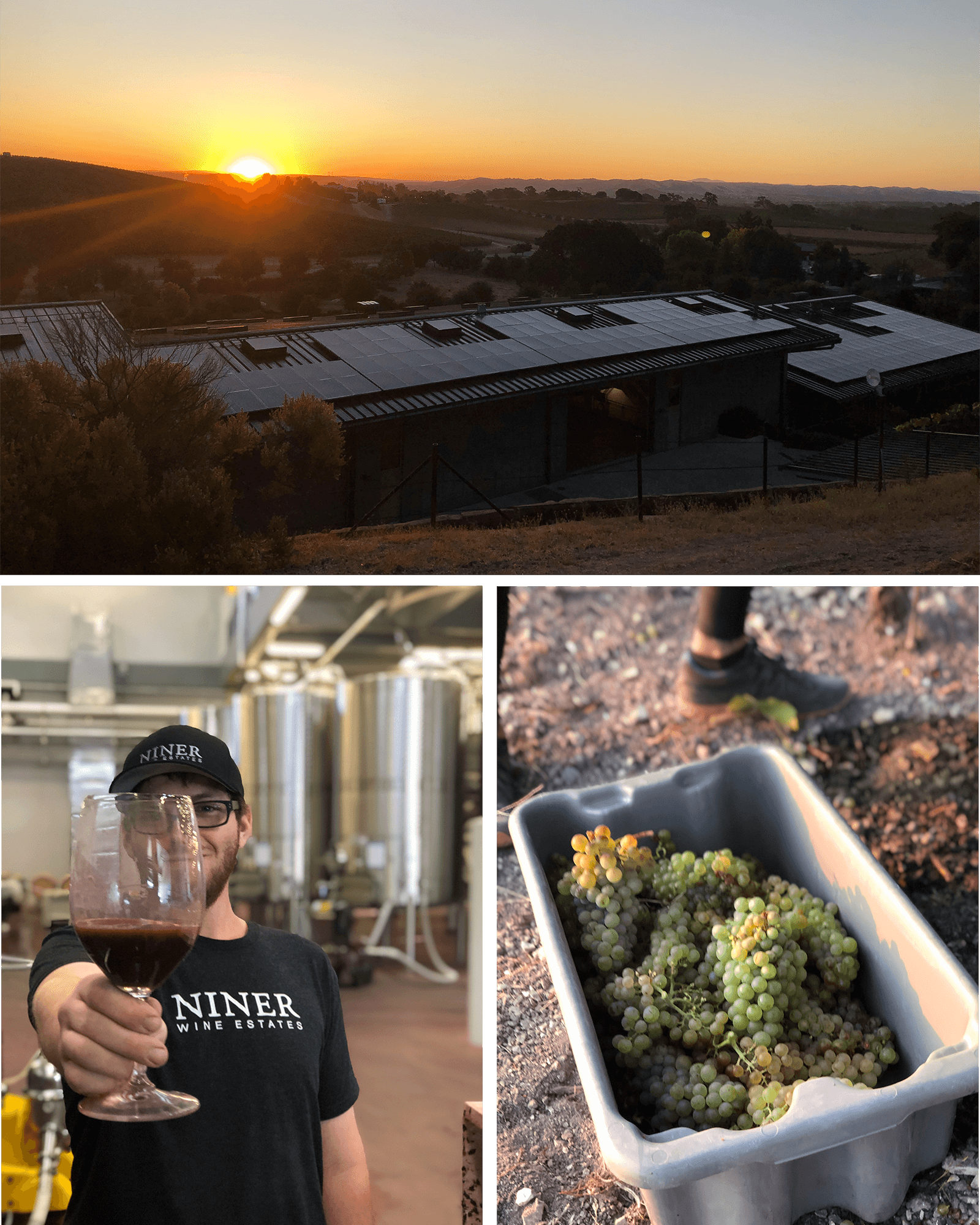 from top: sunrise over the winery; sangiovese out of the press; marsanne in a bin